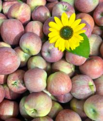 Bild von Äpfel Fuji 3kg