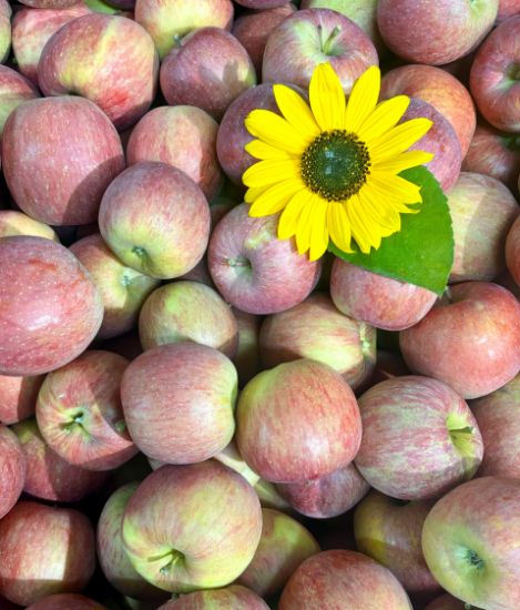 Bild von Äpfel Fuji 3kg