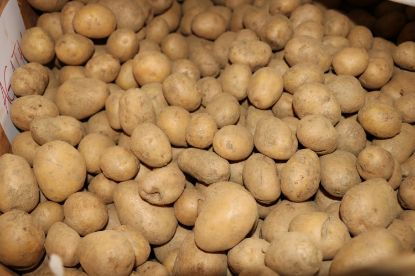 Zeige Details für Kartoffel "Corinna" 2 kg Bild von Kartoffel "Corinna" 2 kg
