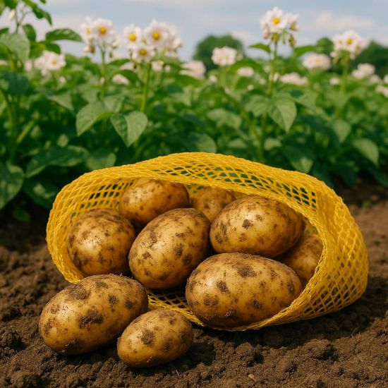 Picture of Frühkartoffel: Annabell 3kg