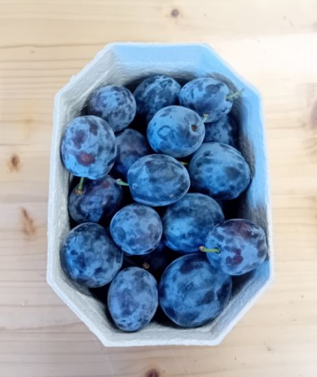 Bild von Zwetschken 1kg