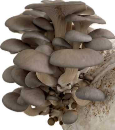 Bild von Pilze Austernseitling 200g