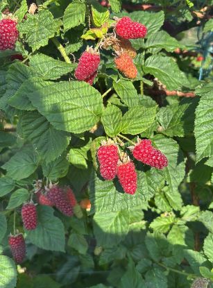 Bild von Taybeeren 200g