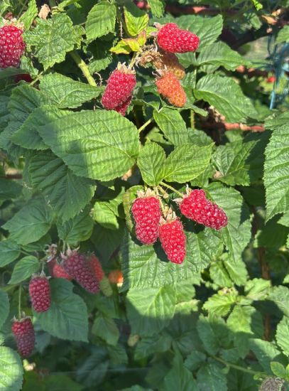 Bild von Taybeeren 200g