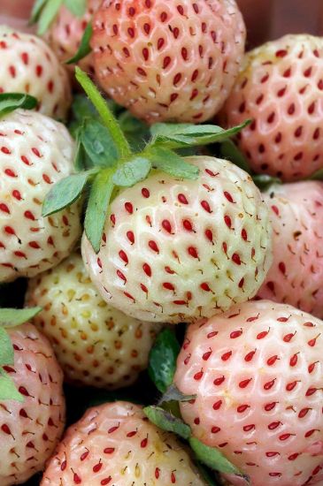 Picture of -50% Weiße Erdbeeren
