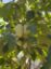 Picture of Indianerbananen (Paupau, Pawpaw)